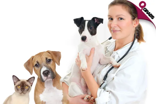 From QR100 Receive a Pet Consultation OR for QR125 Get a Toxoplasma Test for Cats OR from QR150 Get a Pet Vaccination OR from QR250 Get Both a Consultation & Vaccination for Your Cat OR Dog! (Up to QR550 Value)